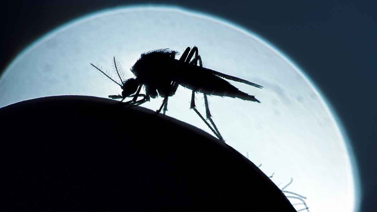 Malaria Covid-19 Vaccine