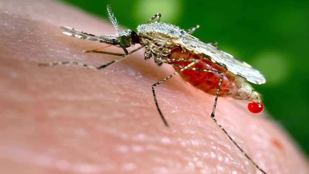 Malaria Covid-19 Vaccine