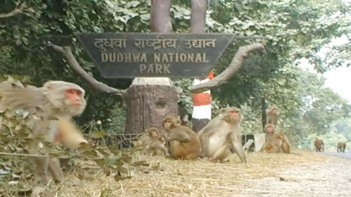 दुधवा के जंगल में अचानक लगी आग