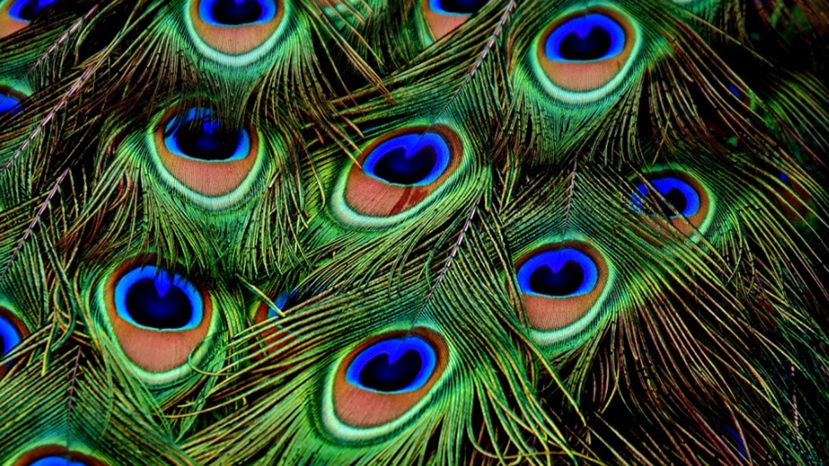 चांदी का मोर 6