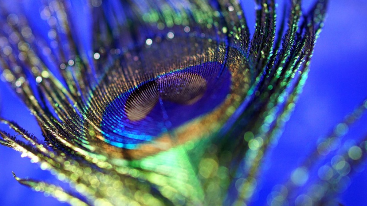 चांदी का मोर 7