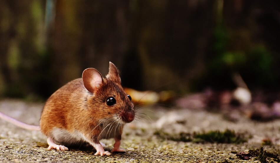 सपने में चूहा देखना