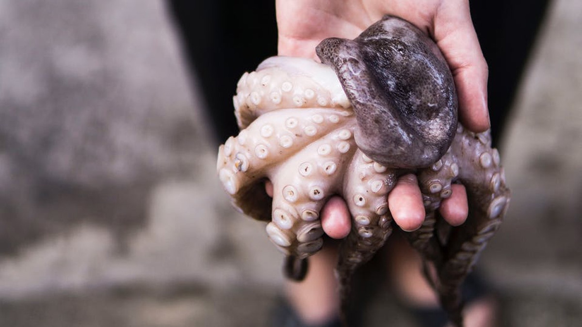 angry octopus attack