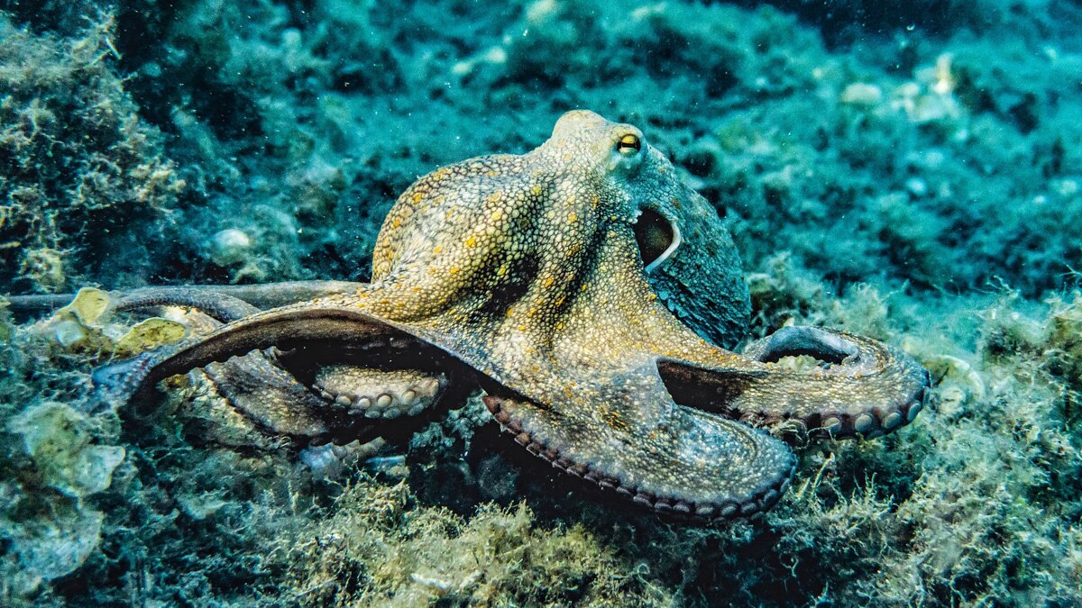 angry octopus attack