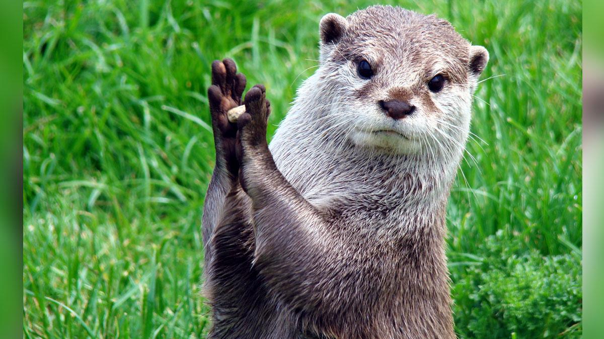 Otters Georgia are Covid-19 Positive