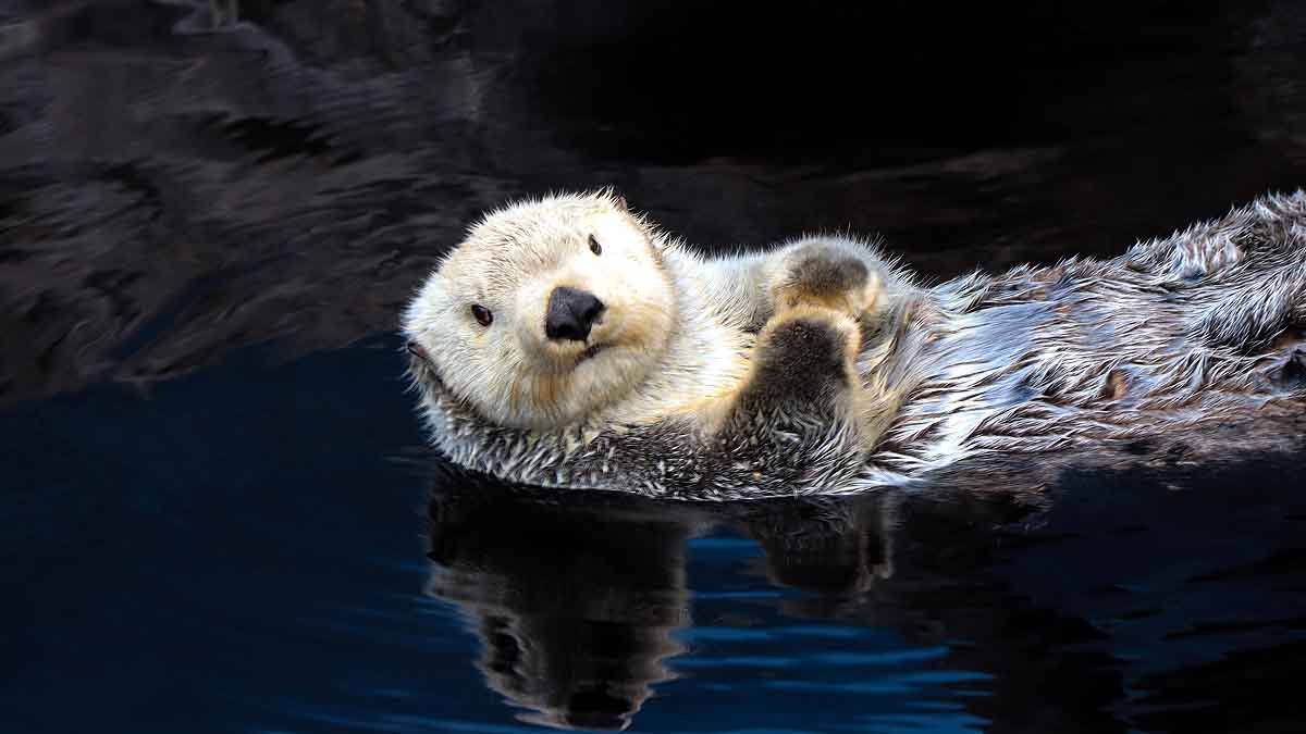 Otters Georgia are Covid-19 Positive