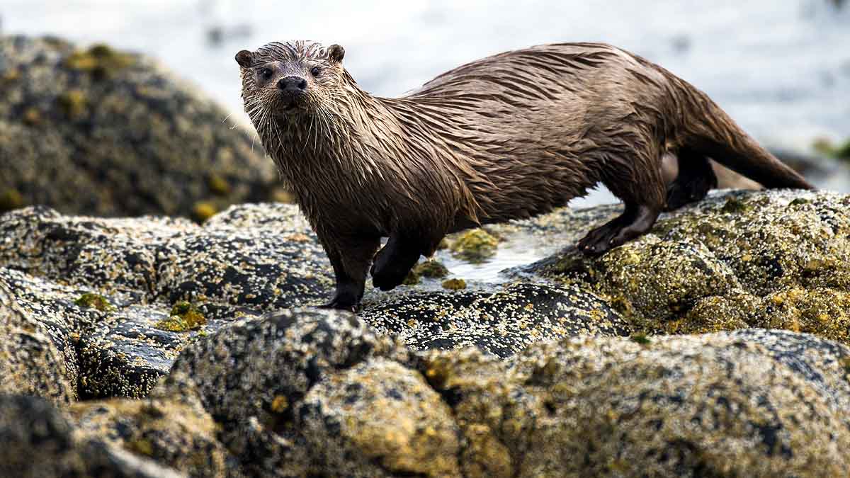 Otters Georgia are Covid-19 Positive