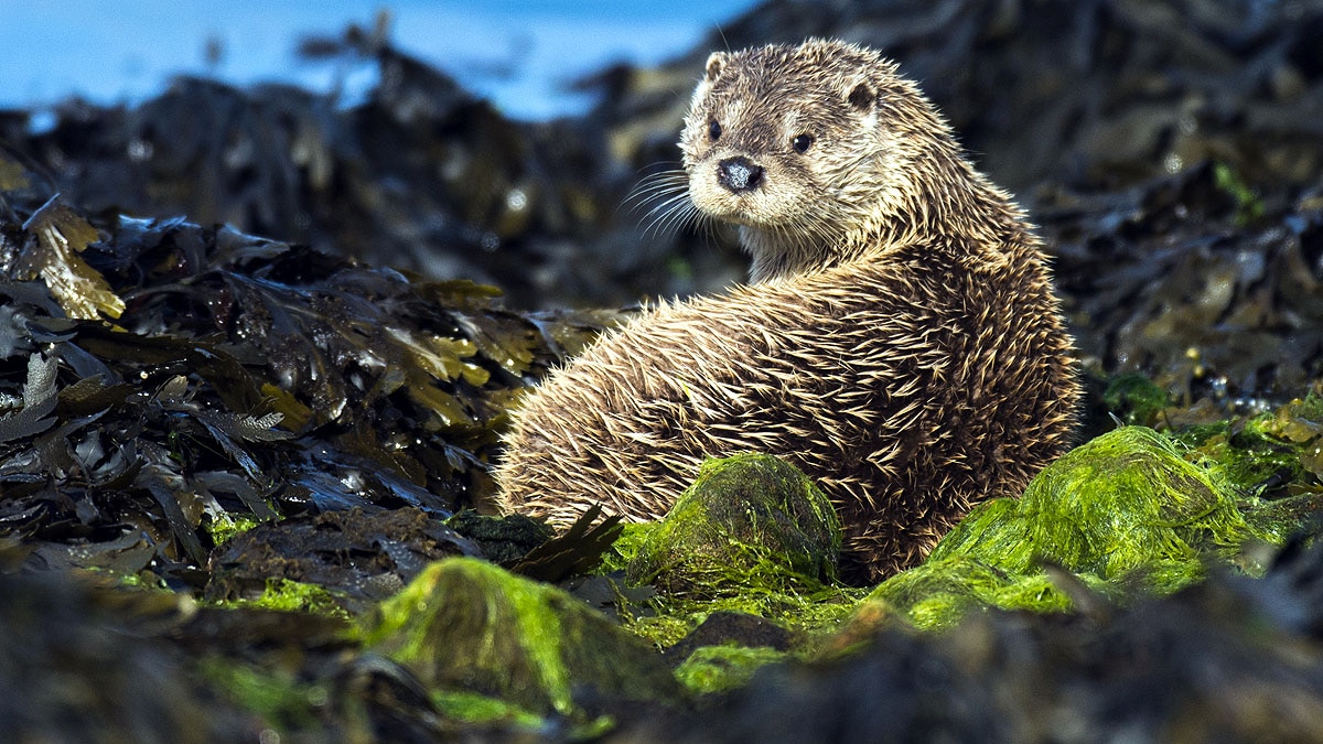 Otters Georgia are Covid-19 Positive