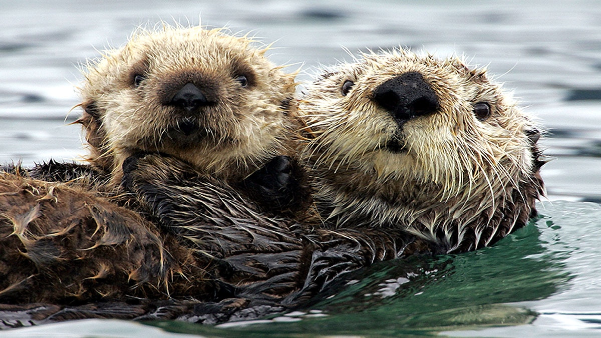 Otters Georgia are Covid-19 Positive