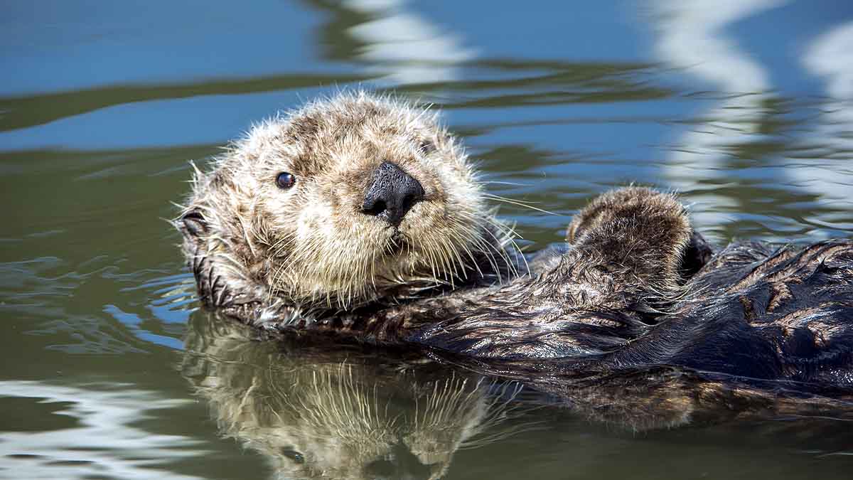 Otters Georgia are Covid-19 Positive