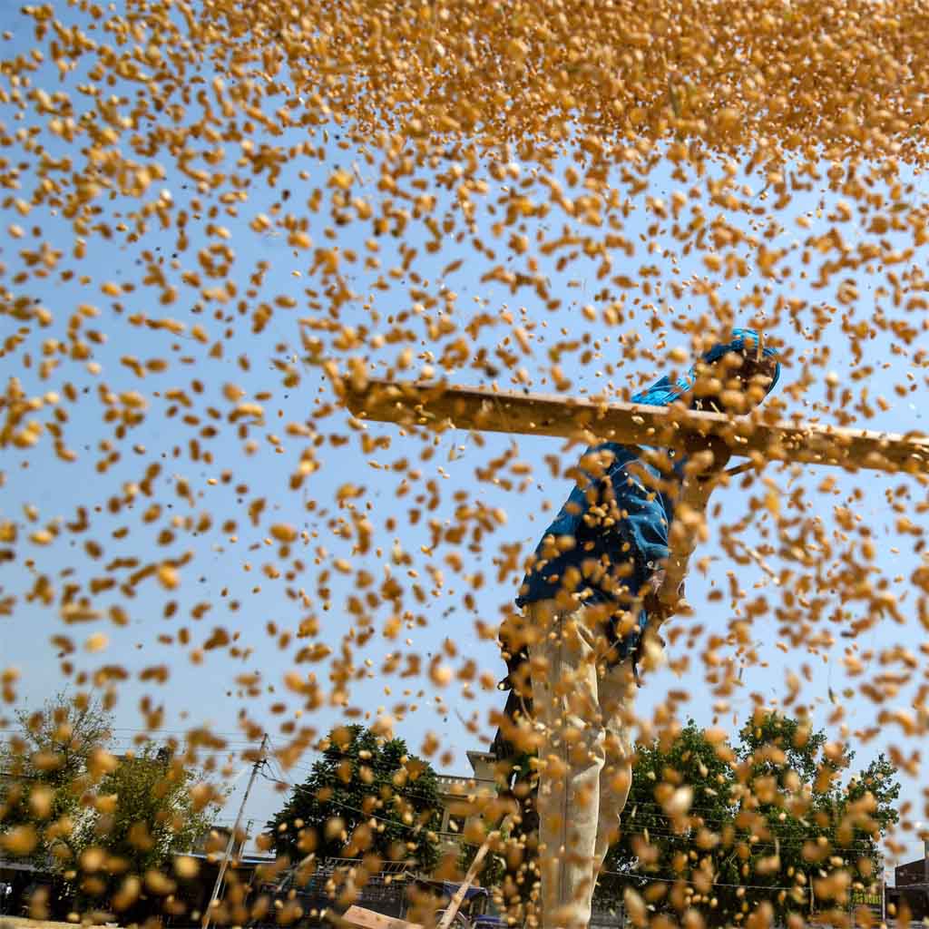 Pakistan wheat stocks