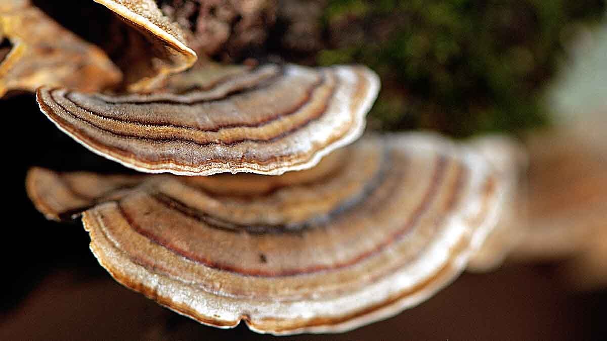 Plastic Eating Mushroom