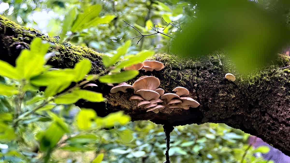 Plastic Eating Mushroom