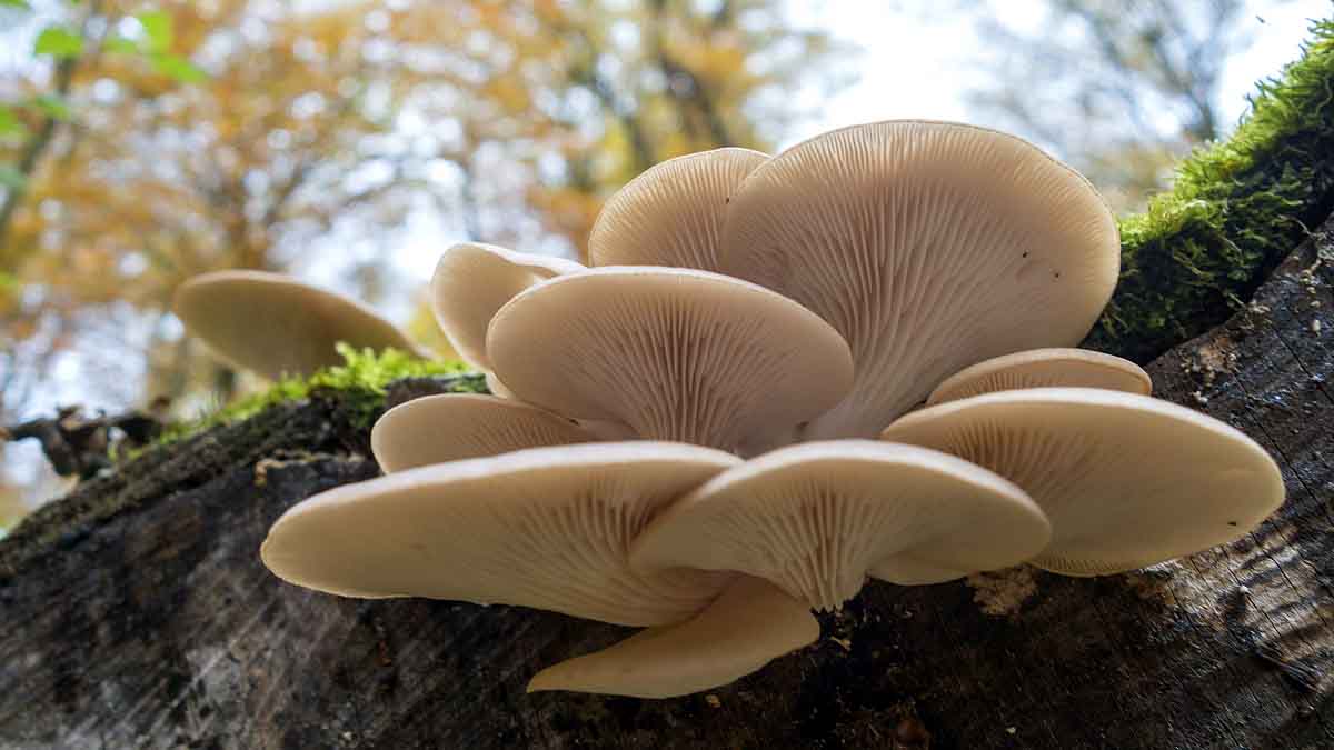 Plastic Eating Mushroom