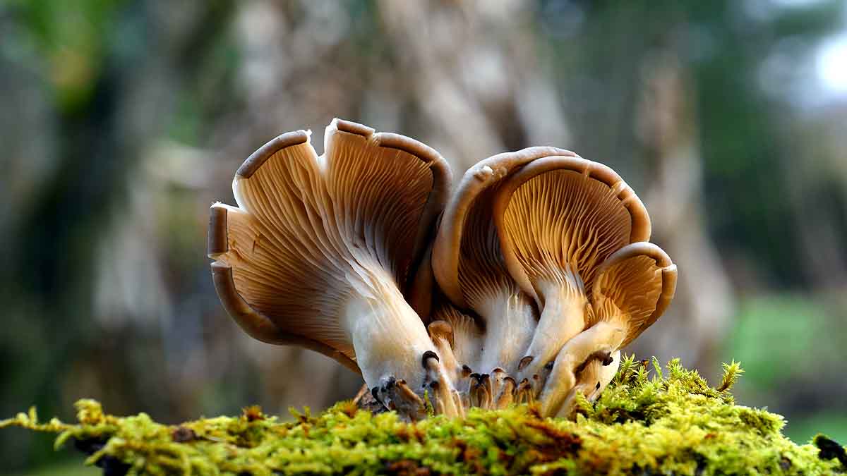 Plastic Eating Mushroom