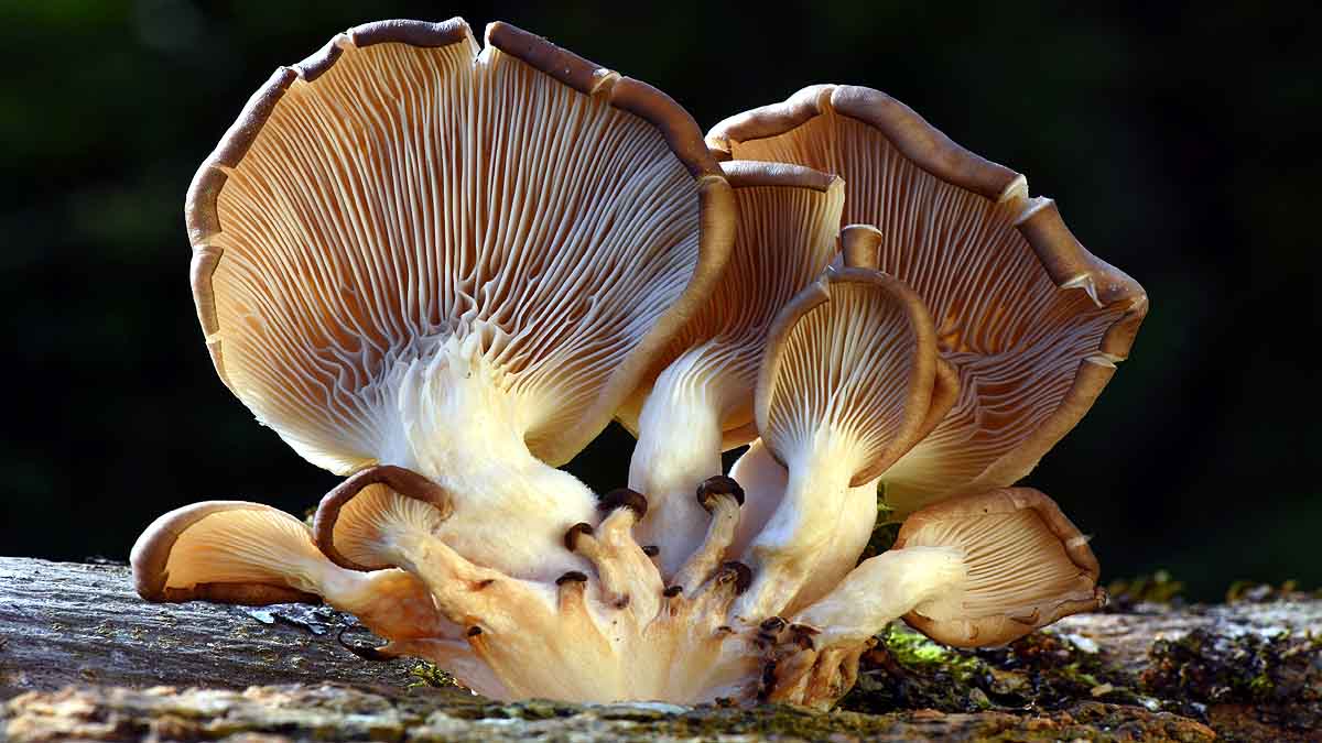 Plastic Eating Mushroom