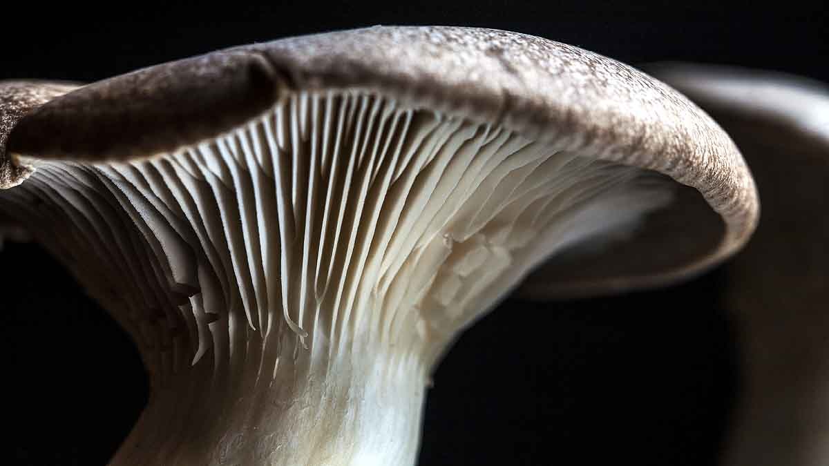 Plastic Eating Mushroom