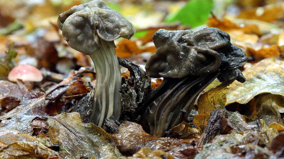 Plastic Eating Mushroom
