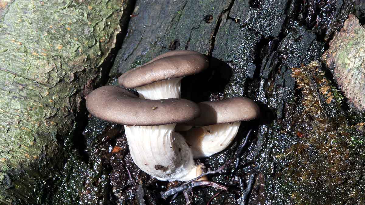 Plastic Eating Mushroom