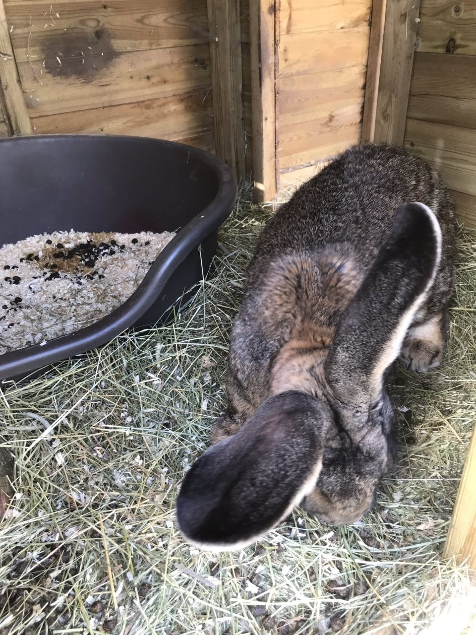 World  biggest rabbit 4.