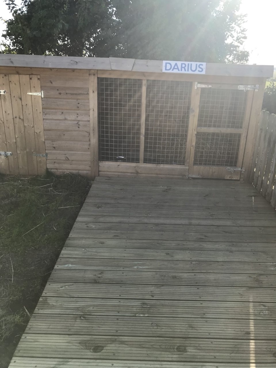 World  biggest rabbit 5.