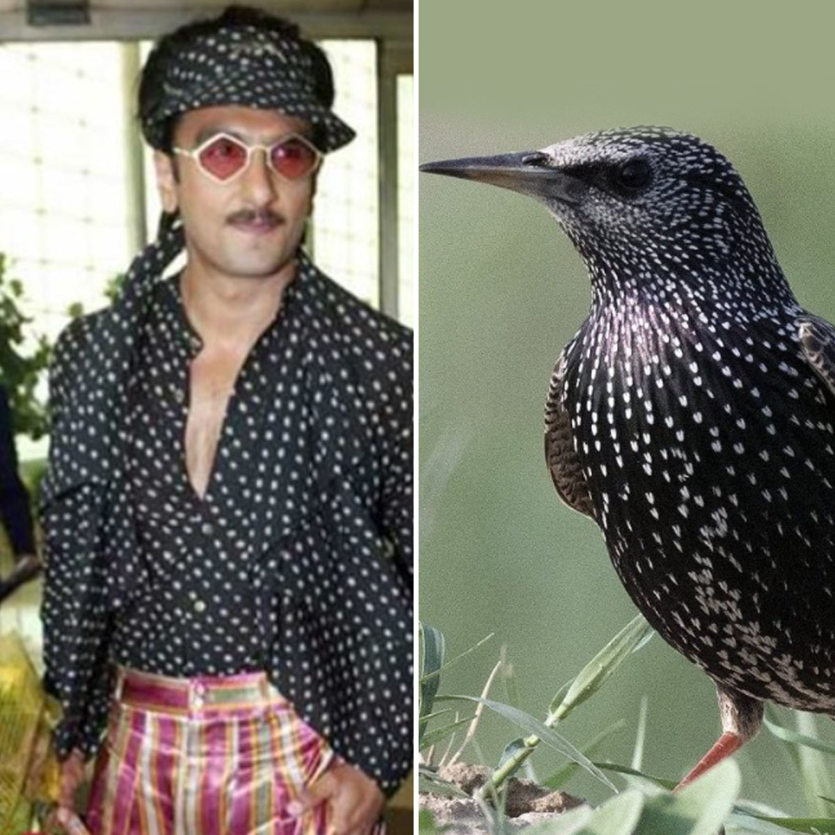 रणवीर सिंह 