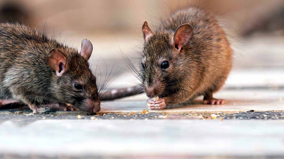 Invasive Species causing crores of Damages