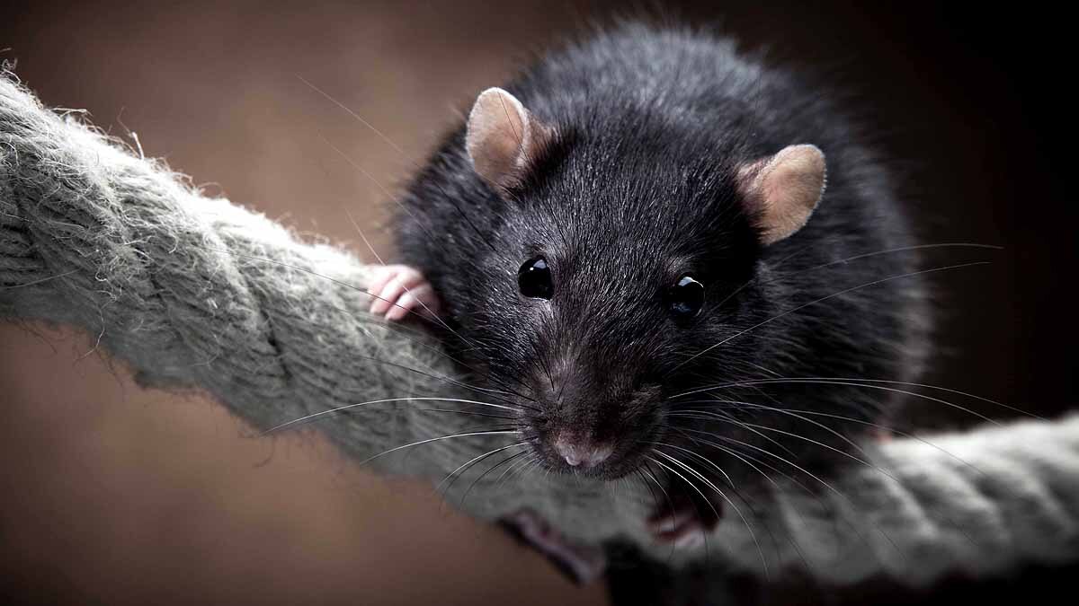 Invasive Species causing crores of Damages