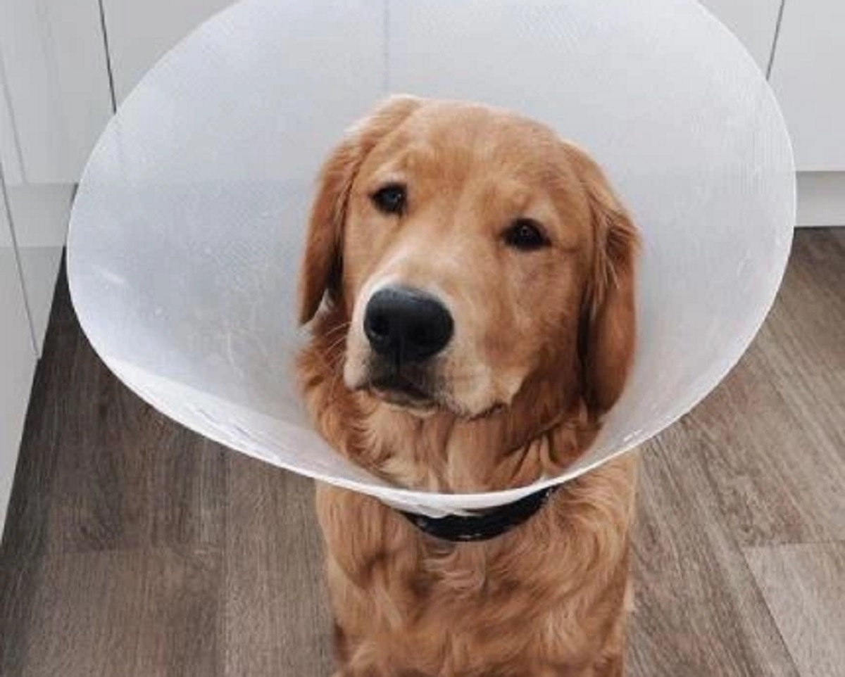 Dog swallowed airpods