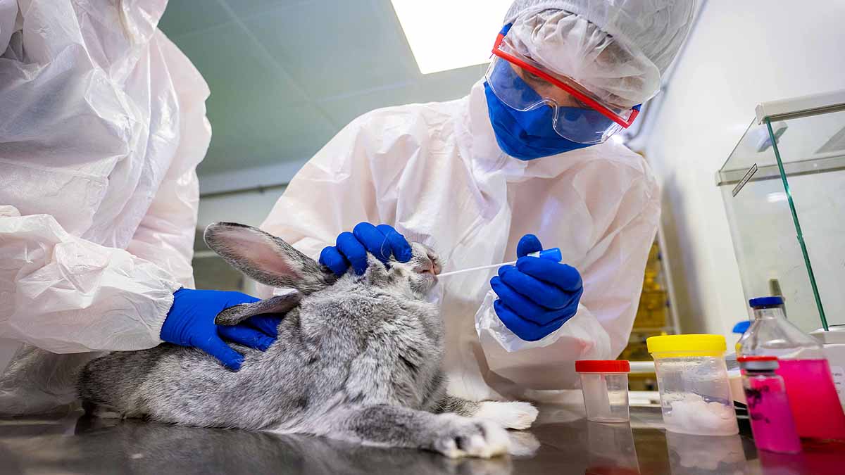 World's First Covid-19 Vaccine for Animals