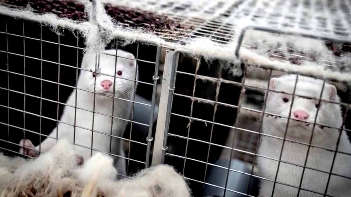 World's First Covid-19 Vaccine for Animals