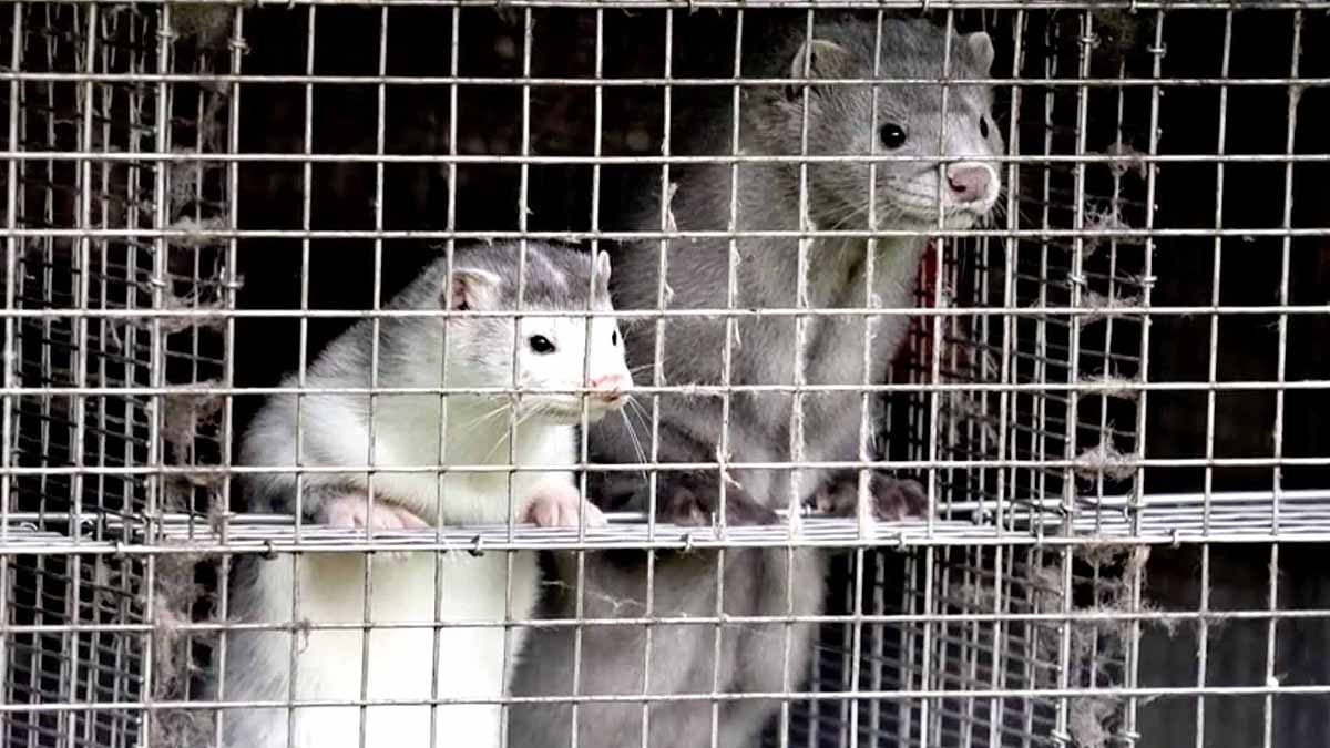 World's First Covid-19 Vaccine for Animals