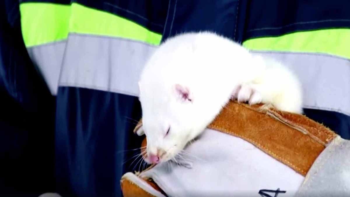 World's First Covid-19 Vaccine for Animals