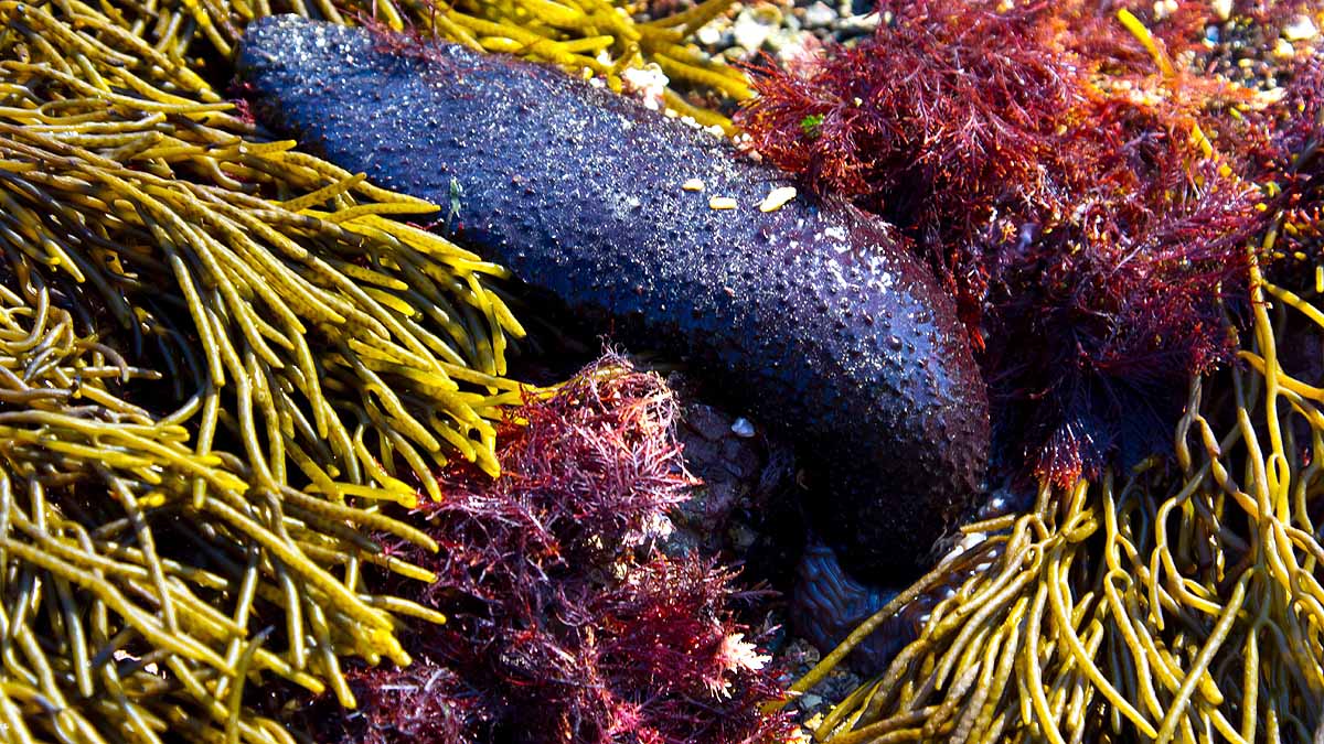 Sea Cucumber 2.59 lakh per KG