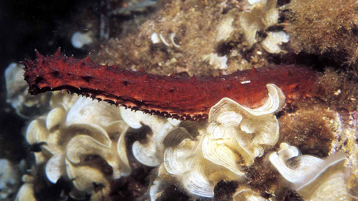 Sea Cucumber 2.59 lakh per KG