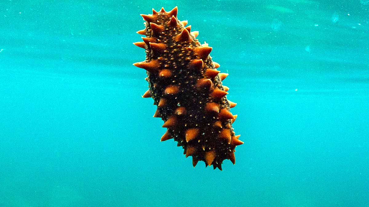 Sea Cucumber 2.59 lakh per KG