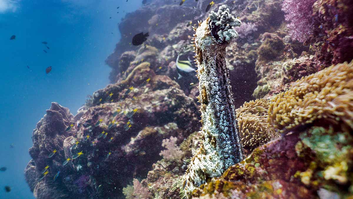 Sea Cucumber 2.59 Lakh Per KG