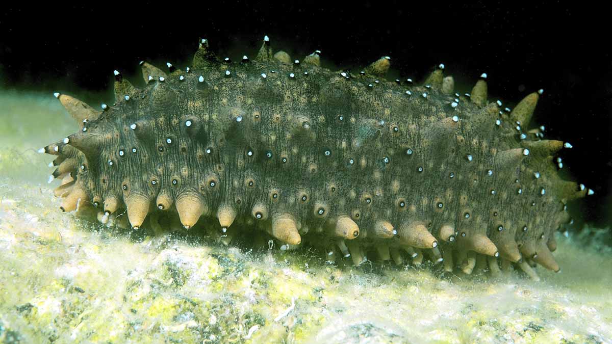 Sea Cucumber 2.59 lakh per KG