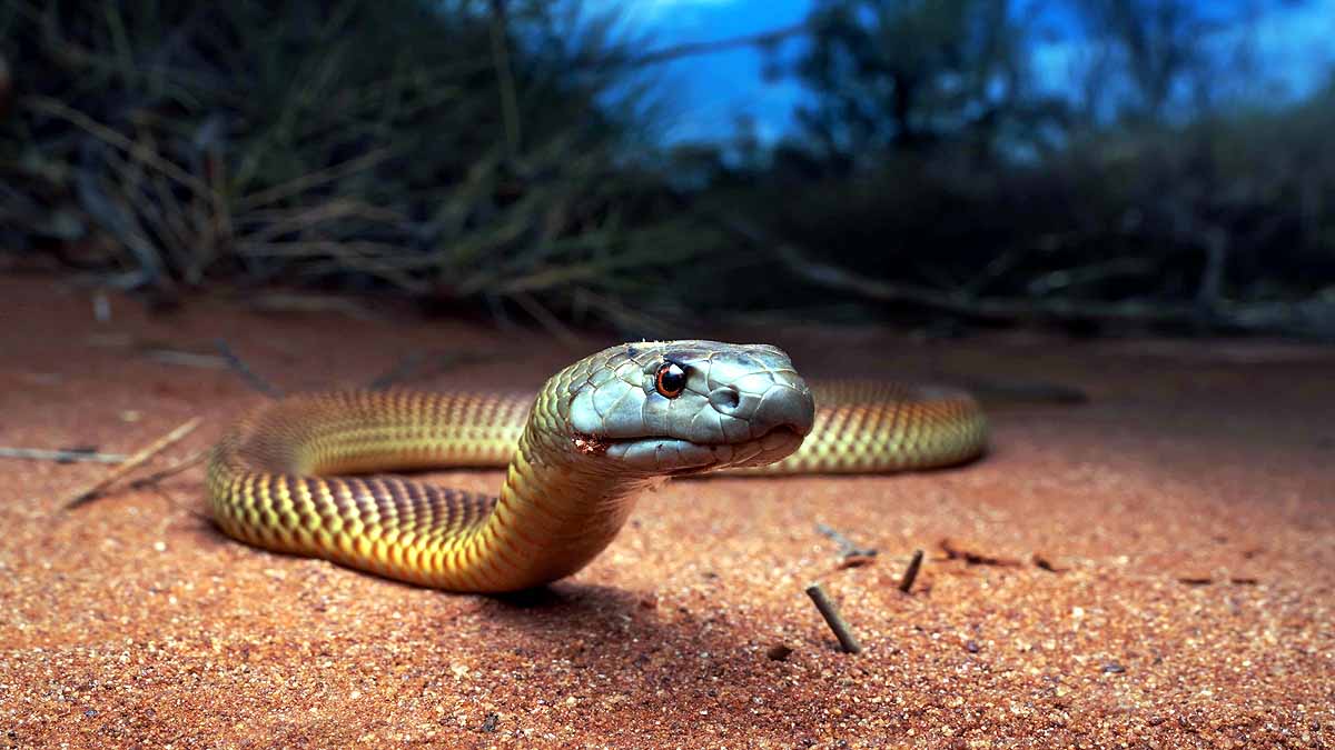 Invasive Species causing crores of Damages