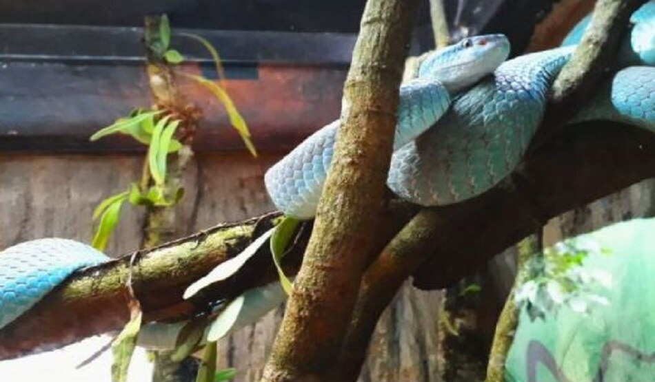 Blue pit viper
