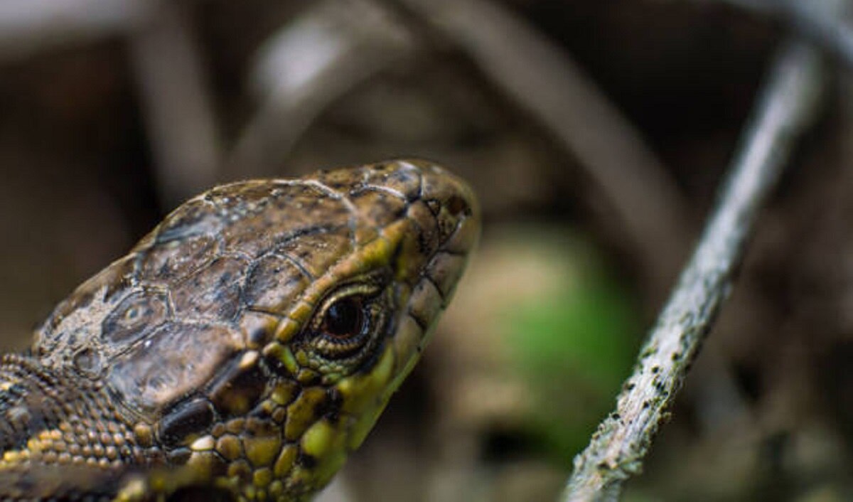 सलाद के पैकेट में सांप