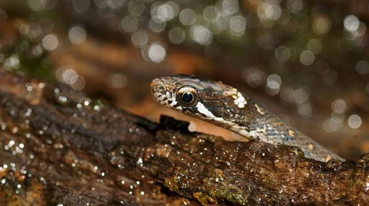 सलाद के पैकेट में सांप