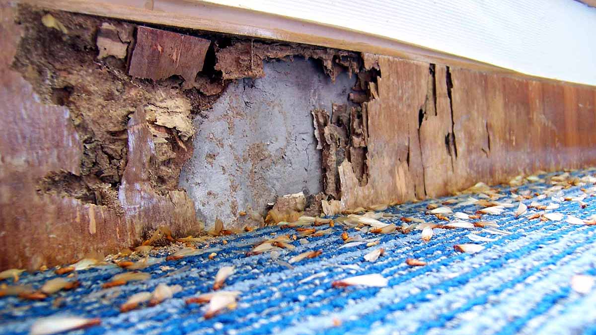 Invasive Species causing crores of Damages