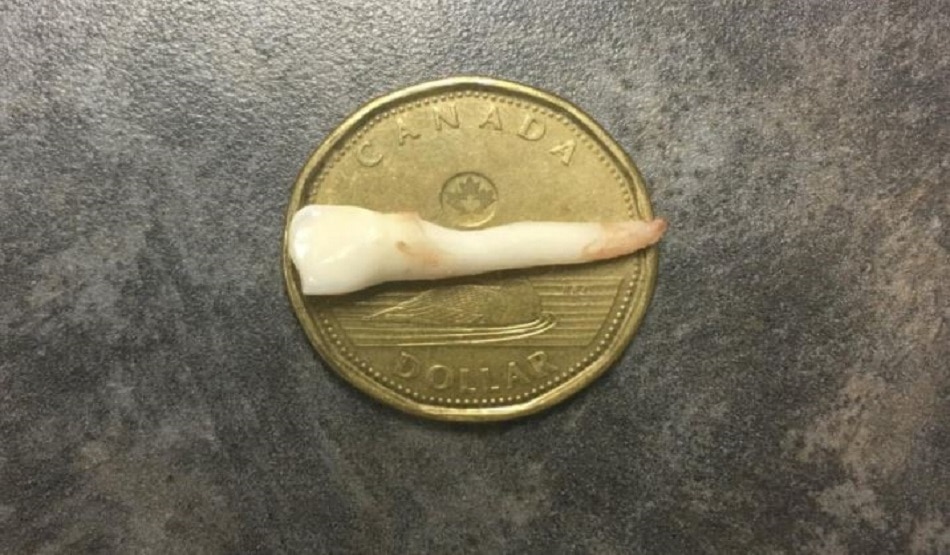 Guinness World Records 