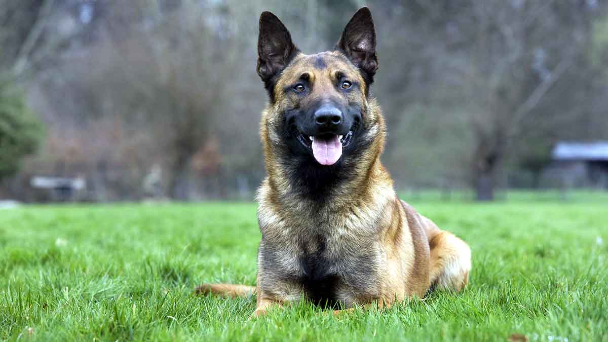 Trained Dog Pee Coronavirus