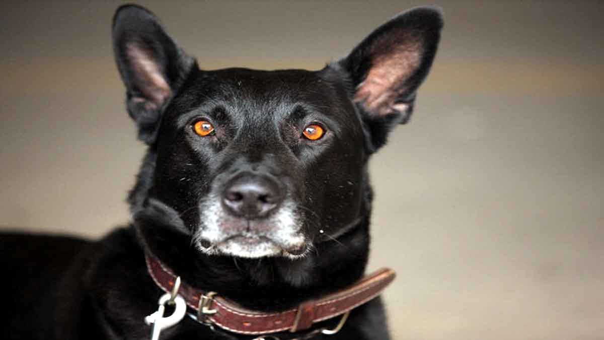 Trained Dog Pee Coronavirus