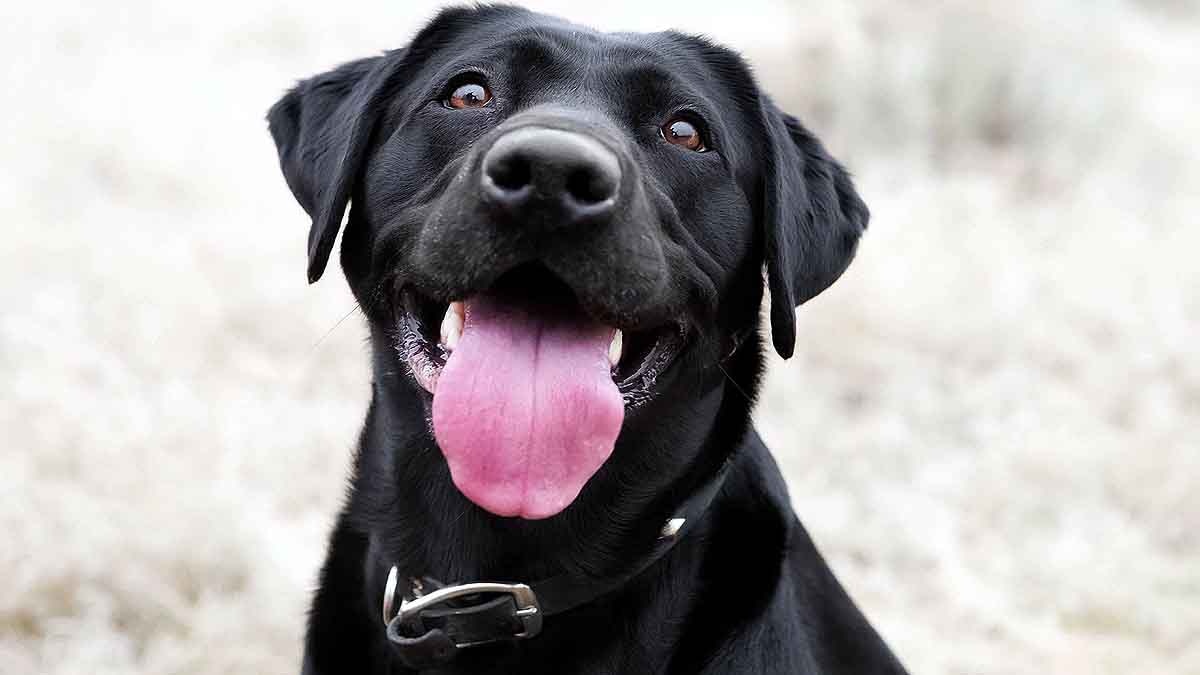 Trained Dog Pee Coronavirus