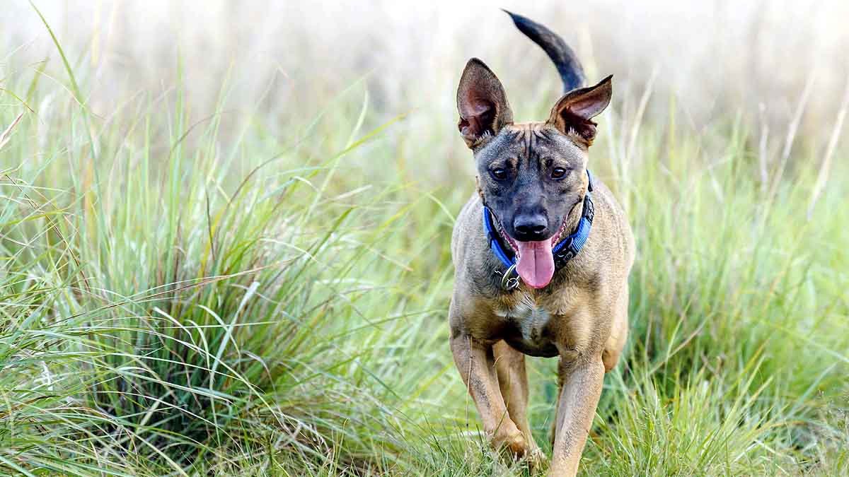 Trained Dog Pee Coronavirus