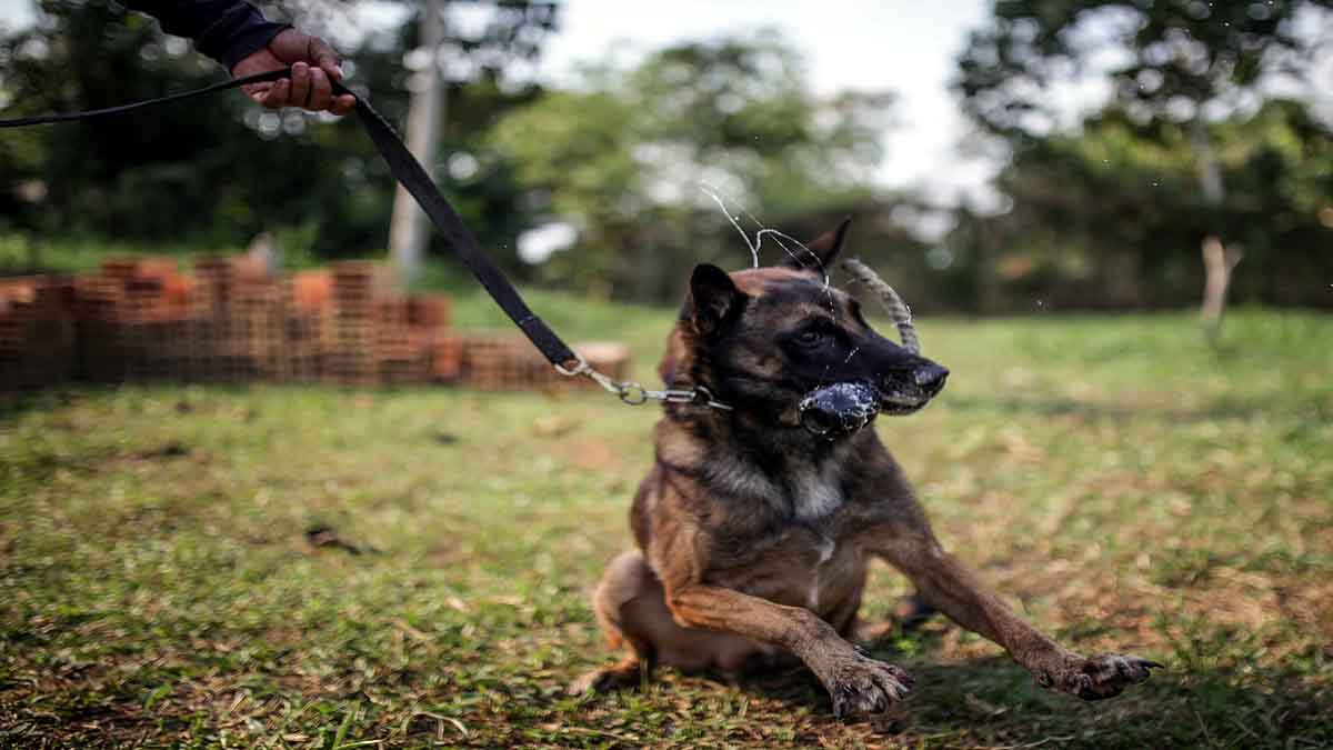 Trained Dog Pee Coronavirus