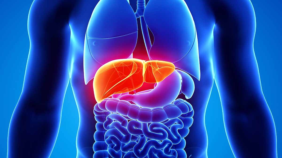 transplantable livers in lab